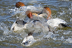 Redhead and Canvasback Duck's