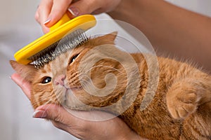 Woman combing her redhead cat
