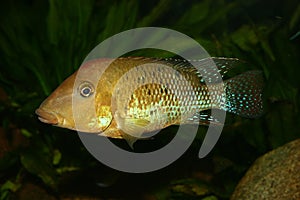 Redhead cichlid (Geophagus steindachneri)