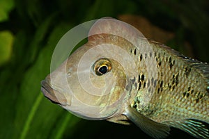 Redhead cichlid (Geophagus steindachneri)