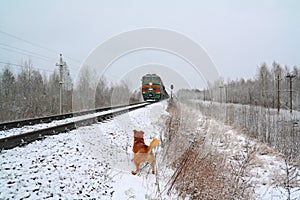 Redhead dog