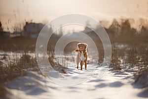 Redhead dog at sunset in winter, Christmas mood