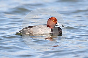 Redhead Drake (Aythya americana)