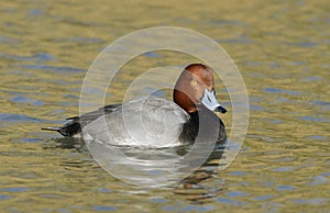 Redhead Duck