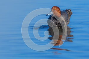 Redhead duck