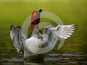 Redhead duck