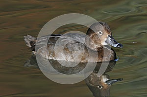 Redhead Duck