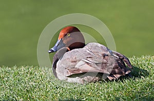 Redhead Duck