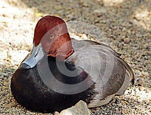 Redhead Duck