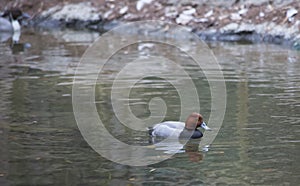 Redhead Duck