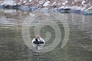 Redhead Duck