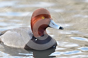 Redhead duck aythya americana