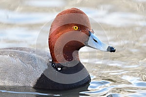 Redhead duck aythya americana