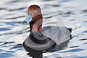 Redhead duck aythya americana