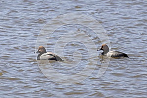 The redhead duck Aythya americana.