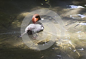 Redhead Duck Aythya Americana