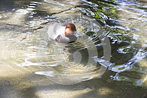 Redhead Duck Aythya Americana