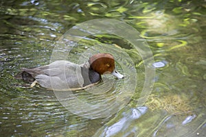 Redhead Duck Aythya Americana