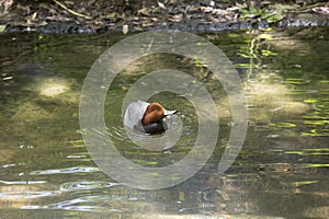 Redhead Duck Aythya Americana