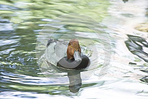 Redhead Duck Aythya Americana