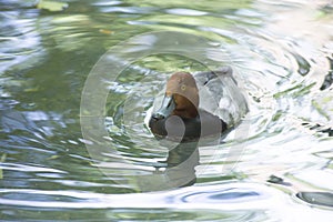 Redhead Duck Aythya Americana