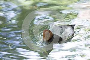 Redhead Duck Aythya Americana