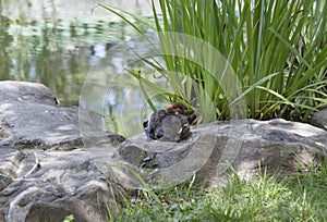 Redhead Duck Aythya Americana