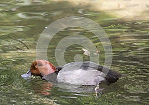 Redhead Duck Aythya Americana