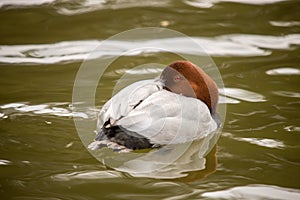 Redhead duck from behind