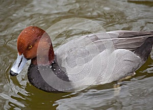 Redhead Duck Blue Bill Brown Head