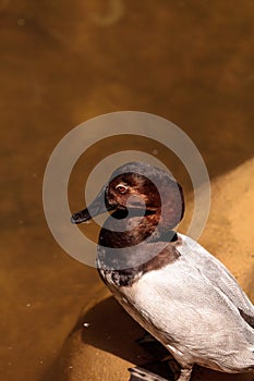 Redhead duck called Aythya Americana