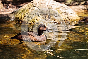 Redhead duck called Aythya Americana