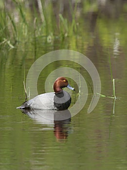Redhead duck in calm water.