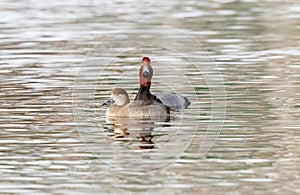 A Redhead duck courting a female during breeding season