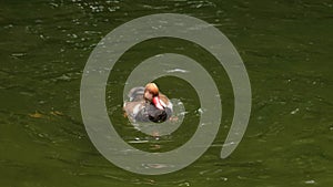 Redhead duck dives and spreads its wings rising above the pond water