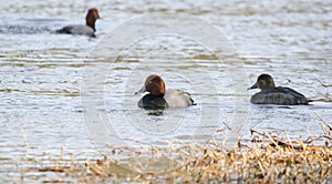 Redhead Duck drake and hen swimming on lake, Georgia USA