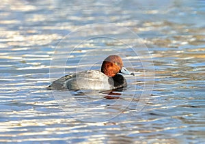 Redhead duck drake in the late afternoon sunlight