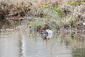 Redhead Duck drake sleeping on pond in Georgia, USA