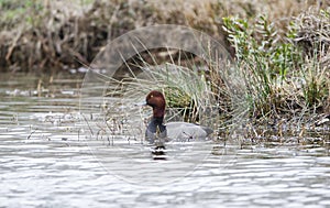 Redhead Duck drake sleeping on pond in Georgia, USA