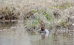 Redhead Duck drake swimming on pond in Georgia, USA