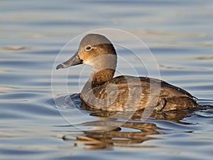 Redhead Duck Female