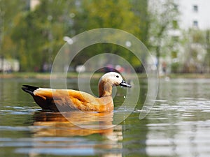 Redhead duck floating in the pond
