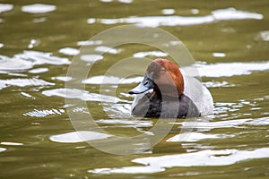Redhead duck from front