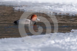 Redhead Duck at Humber Bay, Toronto, ON