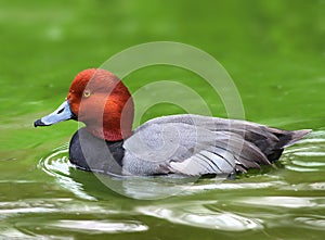 Redhead Duck Male Duck swimming Ducks