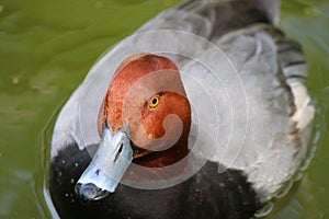 Redhead Duck Male Duck swimming Ducks