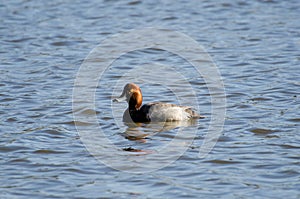 Redhead Duck Mallard