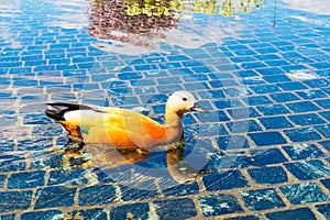 Redhead duck - Ogar in water in a city