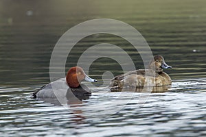 Redhead duck pair in the water.