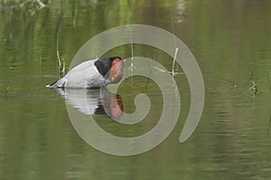 Redhead duck preening itself.